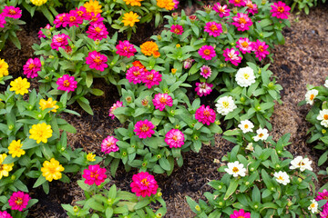 Zinnia flower in the garden