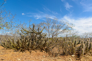Cactus, rocks and typical vegetation of the Brazilian Caatinga Biome in Paraiba State, Brazil.