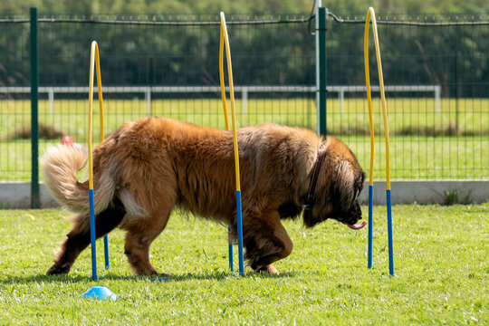 leonberg en train de faire du  hoopers