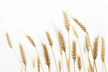 Golden wheat ears proudly swaying set against a backdrop of pure white.
