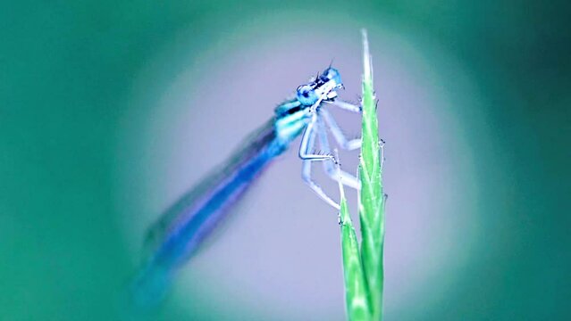 Delicacy of the Morning: Blue Damselfly Cleans Up from Dew