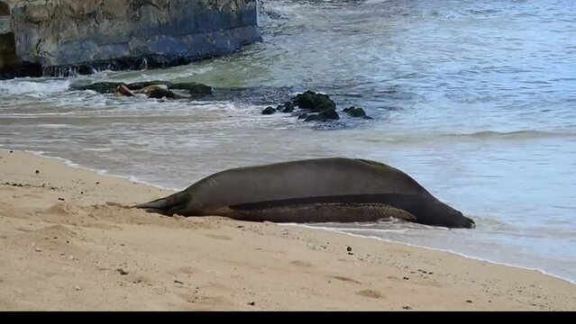 Hawaiian Monk Seal Images Browse 698 Stock Photos Vectors And Video Adobe Stock Hawaiian Monk Seal Images Browse 698 Stock Photos Vectors And Video Adobe Stock