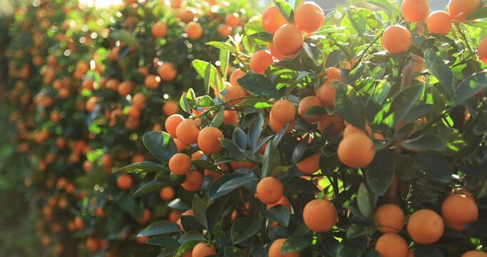 Mandarin oranges grow on tree for a happy chinese new year's decoration