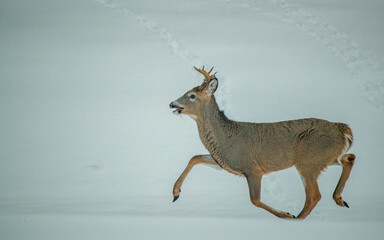 white-tailed deer buck in snow