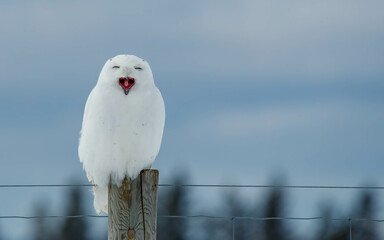 snowy owl in northern winter snow
