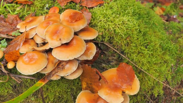 Many forest mushrooms that grow on the ground covered with moss. Autumn harvest of mushrooms in the forest
