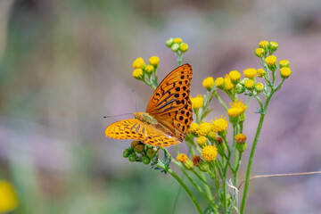 Selective focus of wild small butterfly on pollen of yellow flower, The Silver-washed fritillary (Argynnis paphia) is a common and variable butterfly in a family of Nymphalidae, Wildlife of insects.