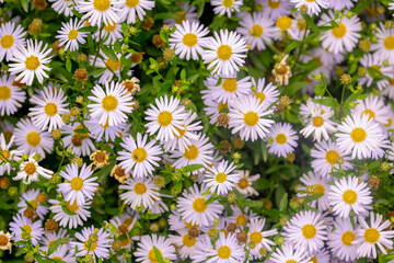 Selective focus small white flowers Symphyotrichum, Herbaceous annual and perennial plants in the...