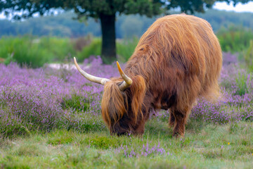 Selective focus of Highland cattle grazing on the green grass meadow, Scottish cattle breed in its...