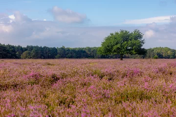 Muurstickers Flowering calluna vulgaris on the field with big tree and forest Heath, ling or simply heather, The sole species in the genus Calluna in the family of Ericaceae, Bussumerheide, Hilversum, Netherlands. © Sarawut
