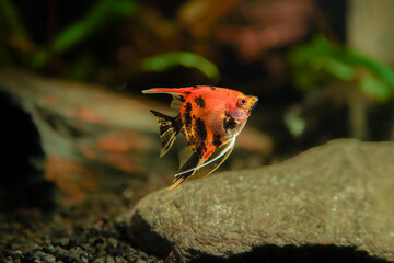 Pterophyllum Skalare Red Devil Fisch