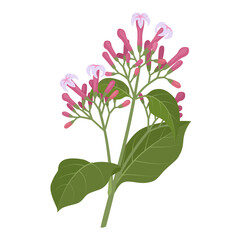 Vector illustration, branch of Cinchona or quinine, with flowers and leaves, isolated on white background.