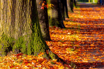Nature Autumn background, Yellow, orange and green leaves on the floor, Soft sunlight in the afternoon with the tree trunks along the street, Colourful fall season with red brown leaf on the ground.