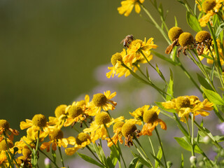 yellow flowers with withered flowers and a bee