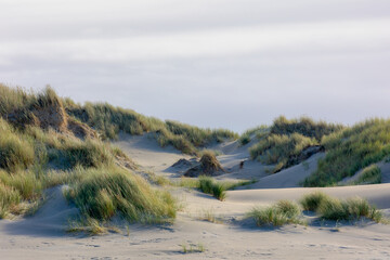 White sand beach at north sea coast, European marram grass (beach grass) on the dune, Ammophila arenaria is a species of grass in the family Poaceae, Dutch Wadden Sea island, Terschelling, Netherlands - obrazy, fototapety, plakaty