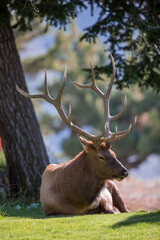 Bull Elk Resting