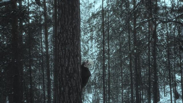 Shy alien peeking out from behind pine tree and looking at camera with curiosity, hiding in the forest on winter day