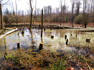 Moor bei Malente