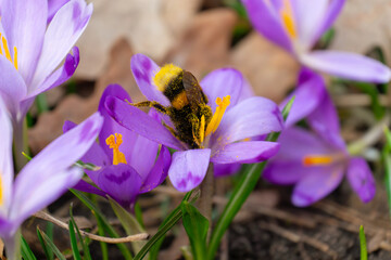 Honey bee gathering pollen from purple crocus flowers in the spring garden. Springtime, nature. Selective focus.
