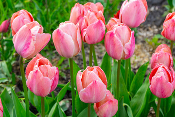 Pink tulips flowers with green leaves blooming in a meadow, park, flowerbed outdoor. World Tulip Day. Tulips field, nature, spring, floral background.