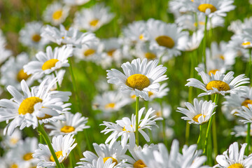 Fototapeta premium Wild daisy flowers growing on meadow, lawn, white chamomiles on green grass background. Oxeye daisy, Leucanthemum vulgare, Daisies, Common daisy, Dog daisy, Gardening concept.