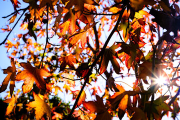 autumn leaves against the sky