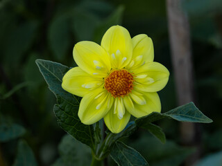 yellow flower with green leaves in nature