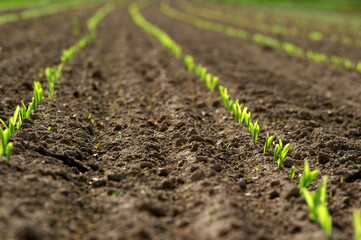 a row of young maize plants, shoots