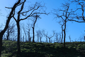 Some dead trees two years after fire. January 25, 2024, Paris, France.