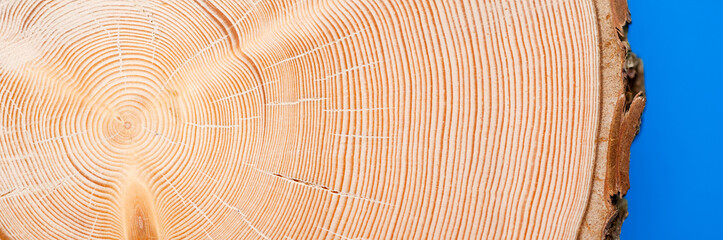 section through a trunk of Norway spruce (picea abies) with approx. 80 annual rings, close-up