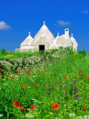 an abandoned white trullo house, probably once a farmhouse, stands in a flower meadow somewhere...