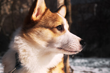 Close-up of a small Pembroke Welsh Corgi puppy sitting in the snow on a sunny winter day. Looking away. Happy little dog. Concept of care, animal life, health, show, dog breed