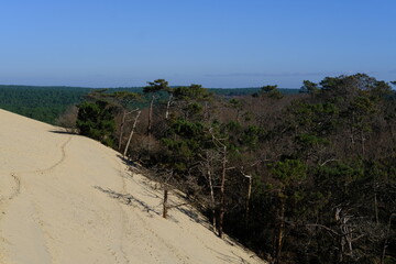 A view of the Pilat dune with a pine tree forest in the background. The Pilat dune is the highest in Europe. La Teste-de-Buch, France - January 25, 2024.