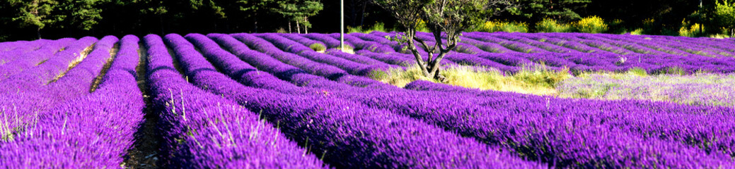 rows of lavender (Lavandula angustifolia) near Valensole, Provence-Alpes-Côte d'Azur region, France