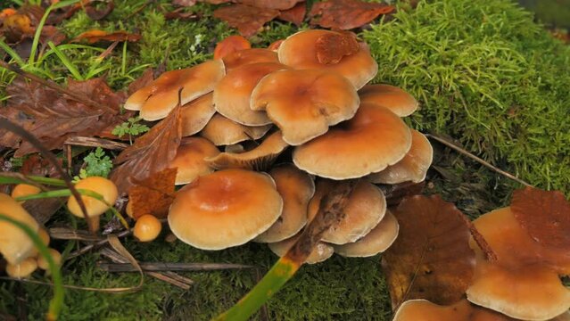 Many forest mushrooms that grow on the ground covered with moss. Autumn harvest of mushrooms in the forest