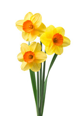 yellow daffodil isolated on a white background - 719733454