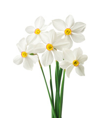 Spring floral border, beautiful fresh daffodils flowers, isolated on white background.
- 719734603
