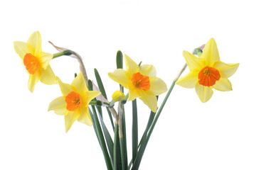 yellow daffodil isolated on a white background - 719734622