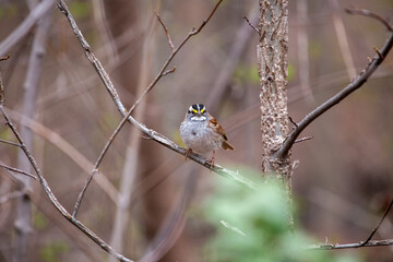 White-throated Sparrow (Zonotrichia albicollis) in Golden Gate Park, San Francisco.