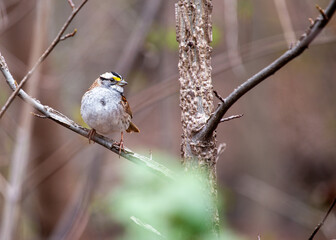 White-throated Sparrow (Zonotrichia albicollis) in Golden Gate Park, San Francisco.
