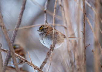 White-throated Sparrow (Zonotrichia albicollis) in Golden Gate Park, San Francisco.