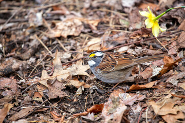 White-throated Sparrow (Zonotrichia albicollis) in Golden Gate Park, San Francisco.