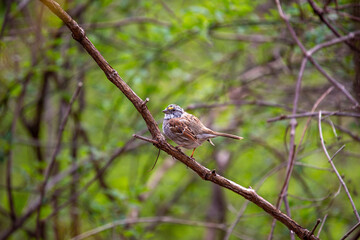 White-throated Sparrow (Zonotrichia albicollis) in Golden Gate Park, San Francisco.