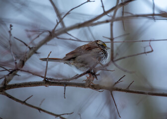 White-throated Sparrow (Zonotrichia albicollis) in Golden Gate Park, San Francisco.