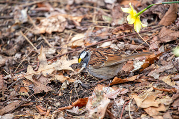 White-throated Sparrow (Zonotrichia albicollis) in Golden Gate Park, San Francisco.