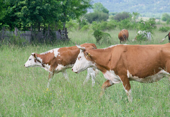 A cow, in front of other cows, grazing in a pasture on a sunny summer day.