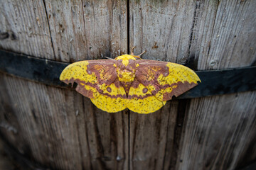 an Imperial Moth rests on a Wooden Barrel with wings spread wide. 