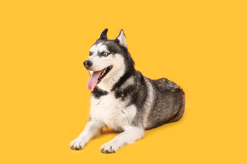 Adorable Husky dog on yellow background