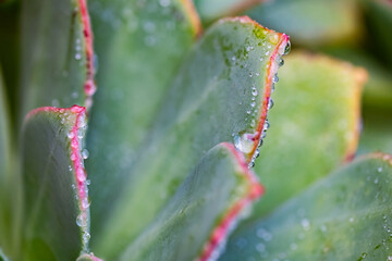 raindrops on a plant leaf