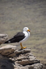 seagull on rock